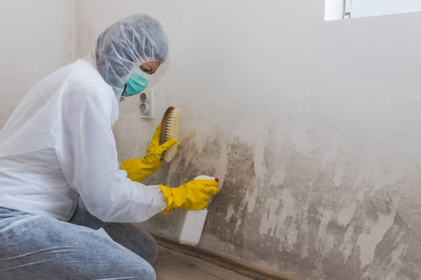 Certified Mold Removal in Balfour, NC