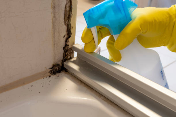 Reliable Balfour, NC Mold Removal Solutions