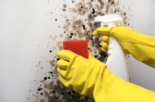 Best Certified Mold Removal  in Balfour, NC