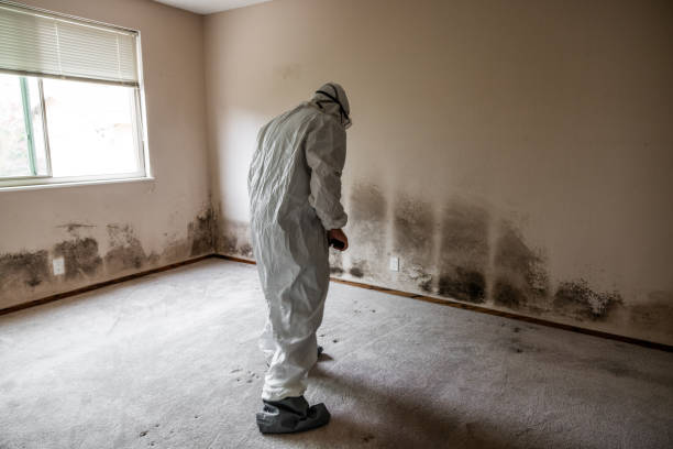 Best Local Mold Removal Service  in Balfour, NC