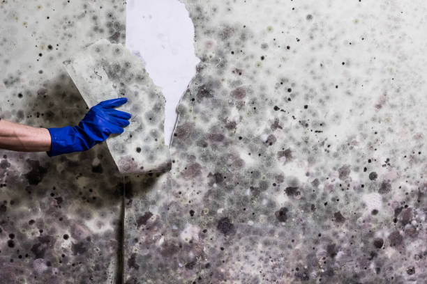 Best Emergency Mold Removal  in Balfour, NC