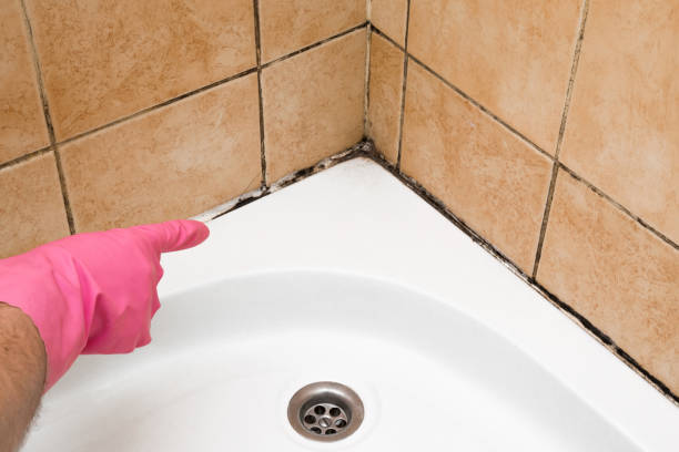 Best Commercial Mold Removal  in Balfour, NC